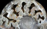 Polished Shloenbacchia Ammonite - Morocco #35309-1